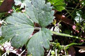 Attēlu rezultāti vaicājumam “Ranunculus repens leaf”