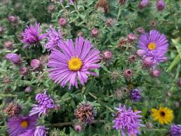 Attēlu rezultāti vaicājumam “Symphyotrichum novae-angliae”