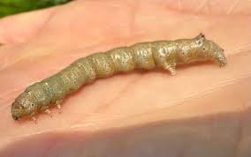 Attēlu rezultāti vaicājumam “Colotois pennaria”