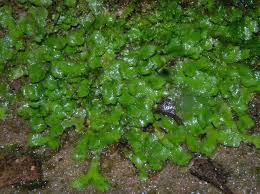 Attēlu rezultāti vaicājumam “Reboulia hemisphaerica”