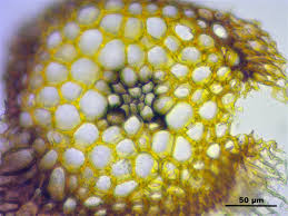 Attēlu rezultāti vaicājumam “Leucobryum juniperoideum”