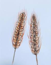 Attēlu rezultāti vaicājumam “Gramineae”