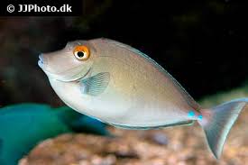 Image result for Naso unicornis