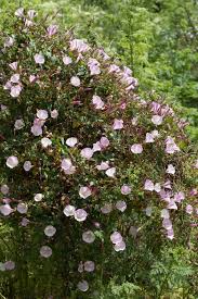 Attēlu rezultāti vaicājumam “Calystegia inflata”