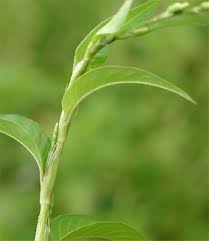 Attēlu rezultāti vaicājumam “Persicaria hydropiper leaf”