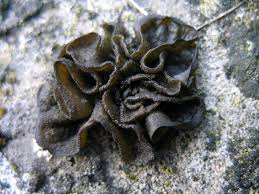 Attēlu rezultāti vaicājumam “Collema”