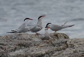 Attēlu rezultāti vaicājumam “Sterna hirundo adult”