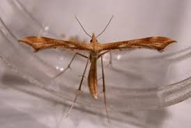 Attēlu rezultāti vaicājumam “Gillmeria pallidactyla”