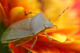 Attēlu rezultāti vaicājumam “Eurygaster testudinaria imago”