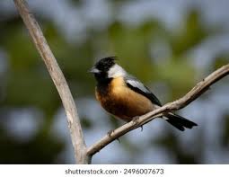 Attēlu rezultāti vaicājumam “Eucosma aspidiscana”