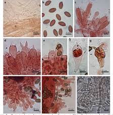 Attēlu rezultāti vaicājumam “Protostropharia alcis”