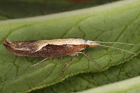 Attēlu rezultāti vaicājumam “Ypsolopha dentella”