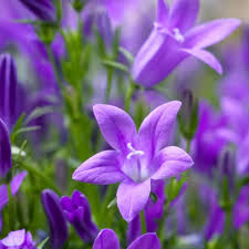 Attēlu rezultāti vaicājumam “Campanula latifolia flower”