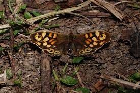 Attēlu rezultāti vaicājumam “Pararge aegeria”