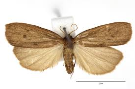 Attēlu rezultāti vaicājumam “Pelosia muscerda”