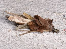 Attēlu rezultāti vaicājumam “Canephora hirsuta larva”