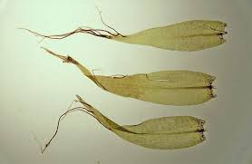 Attēlu rezultāti vaicājumam “Warnstorfia fluitans”