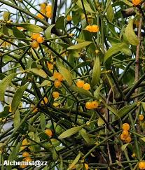 Attēlu rezultāti vaicājumam “Viscum album fruit”