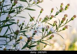 Image result for Aster lanceolatus