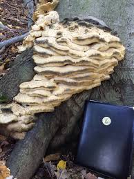 Attēlu rezultāti vaicājumam “Climacodon septentrionalis”