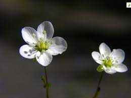 Attēlu rezultāti vaicājumam “Sagina nodosa”