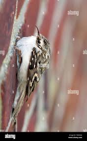 Attēlu rezultāti vaicājumam “Certhia familiaris”