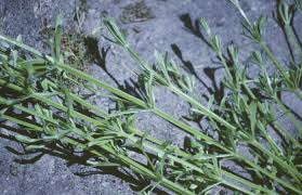 Attēlu rezultāti vaicājumam “Cribraria splendens stalked”