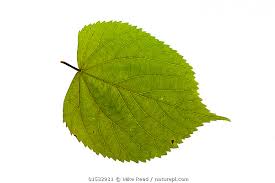 Attēlu rezultāti vaicājumam “Tilia x vulgaris”