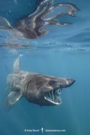 Image result for Cetorhinus maximus