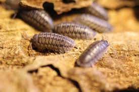 Attēlu rezultāti vaicājumam “Armadillidium pulchellum”