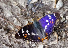 Attēlu rezultāti vaicājumam “Apatura ilia”