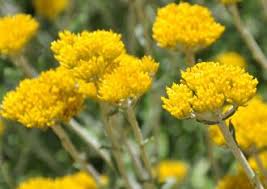 Image result for Helichrysum subulifolium