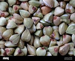 Attēlu rezultāti vaicājumam “Fagopyrum esculentum fruit”