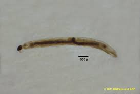 Attēlu rezultāti vaicājumam “Sciaridae”