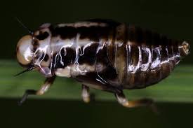 Attēlu rezultāti vaicājumam “Aphrophora nymph”
