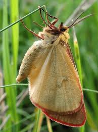 Attēlu rezultāti vaicājumam “Diacrisia sannio male”