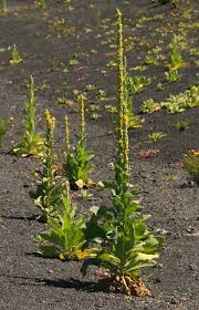 Attēlu rezultāti vaicājumam “Verbascum thapsus flower”