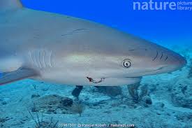 Image result for Carcharhinus perezii