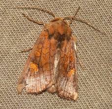 Attēlu rezultāti vaicājumam “Amphipoea”