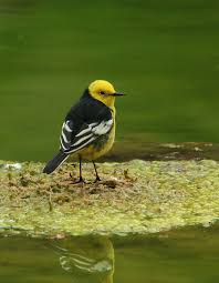 Attēlu rezultāti vaicājumam “Motacilla citreola”