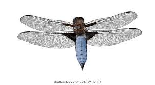 Attēlu rezultāti vaicājumam “Libellula depressa male”