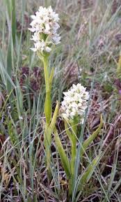 Attēlu rezultāti vaicājumam “Dactylorhiza ochroleuca flower”
