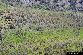 Attēlu rezultāti vaicājumam “Melampsora magnusiana”