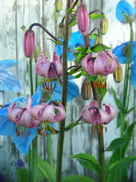 Attēlu rezultāti vaicājumam “Lilium martagon fruit”