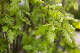 Attēlu rezultāti vaicājumam “Quercus robur Fastigiata leaf”