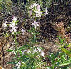 Attēlu rezultāti vaicājumam “Saponaria officinalis flower”