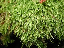 Attēlu rezultāti vaicājumam “Plagiothecium nemorale”