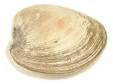 Cook's Thesaurus: Shellfish