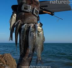 Image result for Dicentrarchus labrax