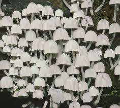 Attēlu rezultāti vaicājumam “Coprinus disseminatus”